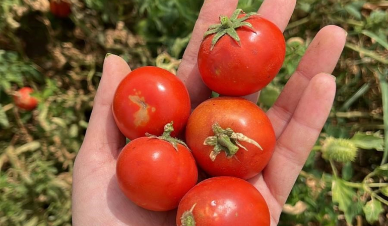 Balıkesir Büyükşehir Ata Tohumları ile Envanterini Güçlendiriyor