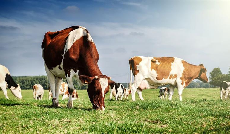 Hayvancılıkta korkutan tablo: 3 yılda 112 bin işletme kapandı