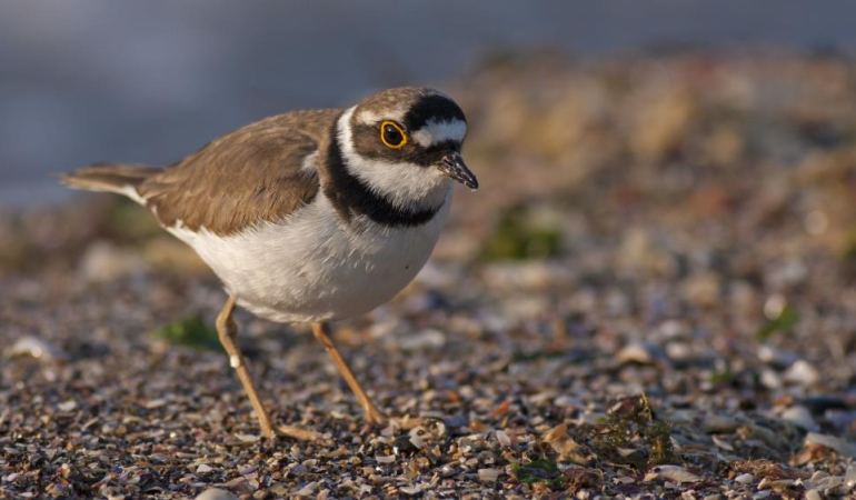 Göçmen kuşların uğrak noktası: 34 bini halkalandı