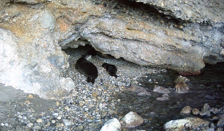 Akdeniz keşiş foku yaşam alanları tehlikede