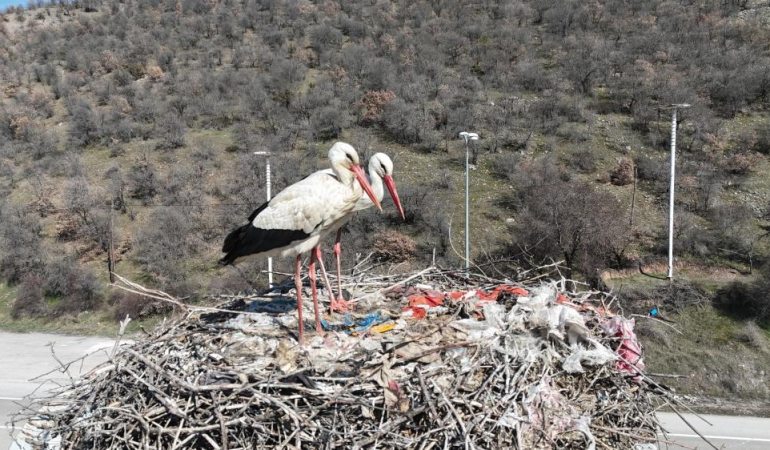 Baharın habercisi leylekler Ankara’da