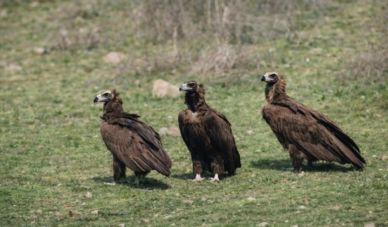 Başkent’te kara akbaba geçidi
