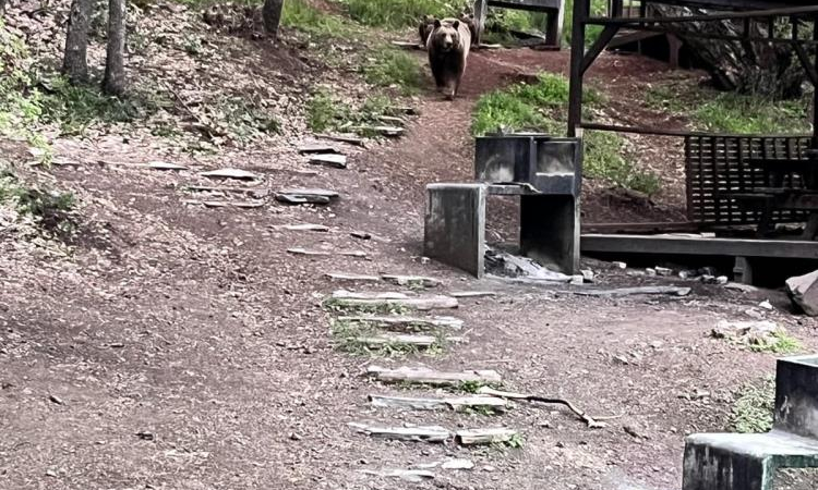 Soğuksu Milli Parkı’nda ayı ailesi sürprizi