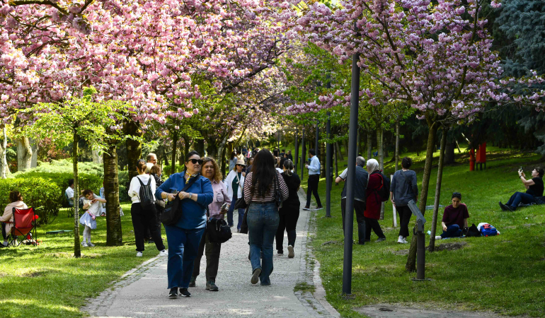 Baharın simgesi sakuralar çiçek açtı