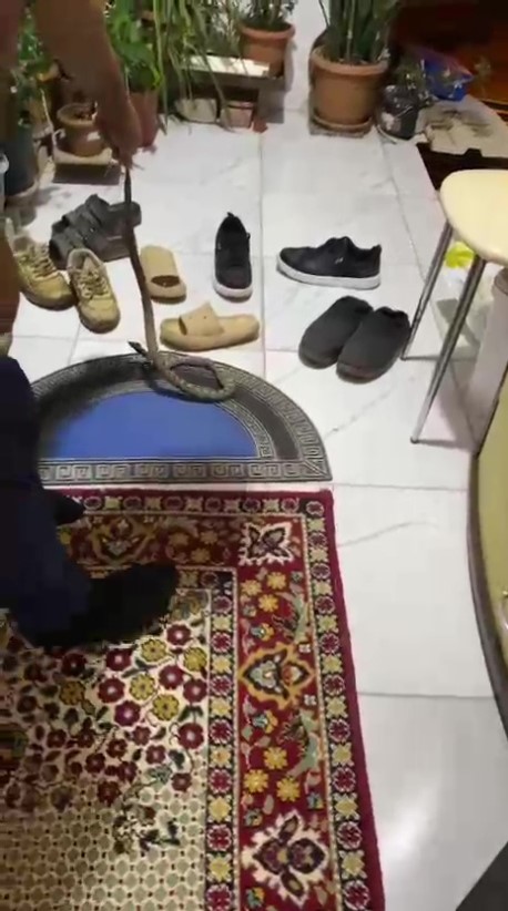 EVİNE GİREN YILANI "EVİME GELME BAK, KAFANI EZERİM" DİYEREK DOĞAYA BIRAKTI