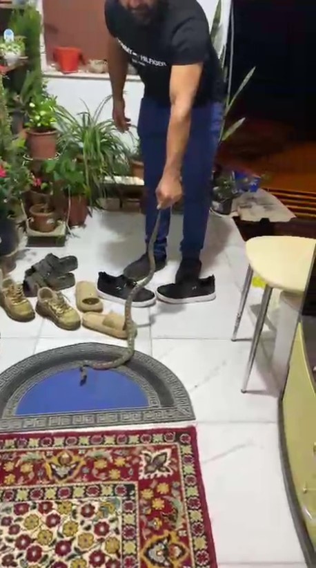 EVİNE GİREN YILANI "EVİME GELME BAK, KAFANI EZERİM" DİYEREK DOĞAYA BIRAKTI